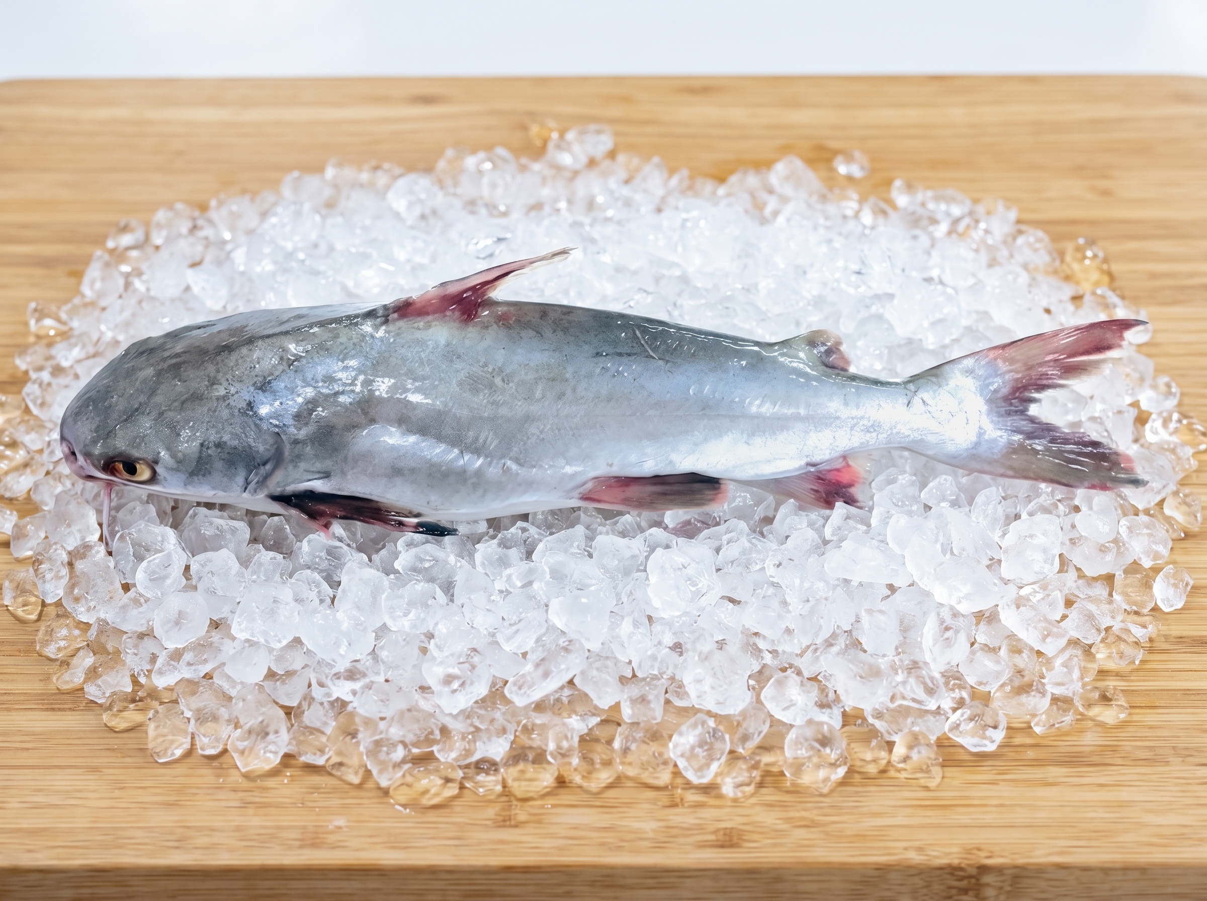 Galeichthys feliceps - Catfish from Mauritanian Atlantic waters